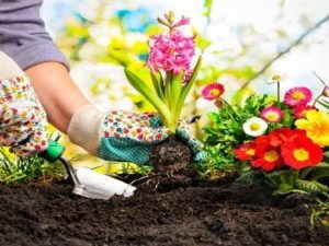 Cinco trucos de jardinería que mantendrán tus plantas radiantes