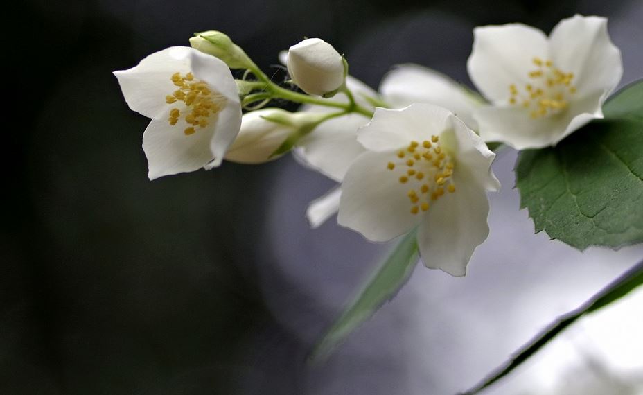 Jazmín: cuidados y propiedades de la planta con más perfume y fragancia -  WomanTime