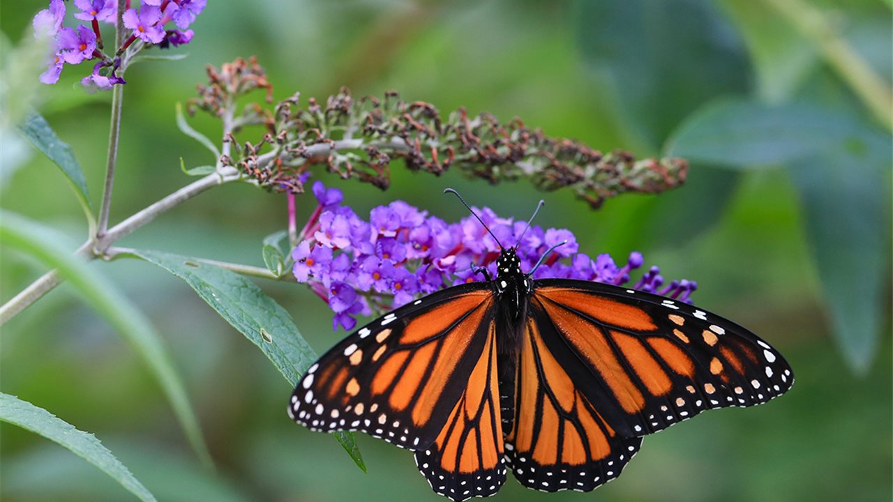 Como atraer mariposas a tu jardín - WomanTime Huerta y jardín
