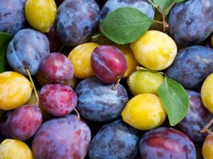 La ciruela, una fruta con muchas propiedades: conoce todos los beneficios que aporta