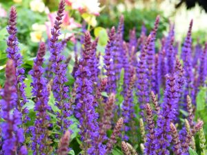 Jardín en casa: Salvia, la planta medicinal con numerosos beneficios para la salud