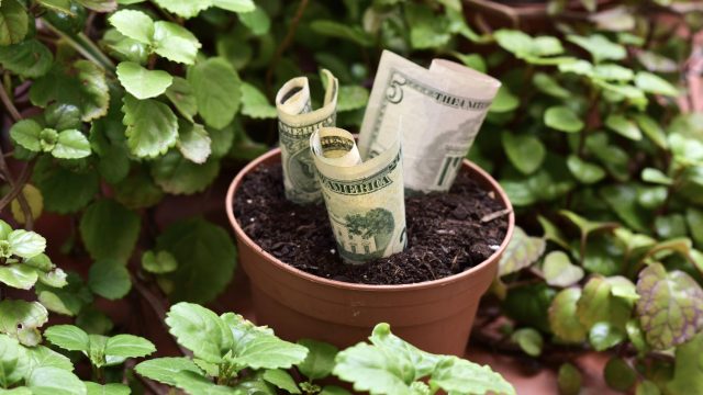 ¿Cuáles Son Las 3 Plantas Que Ayudan A Atraer El Dinero? - WomanTime ...