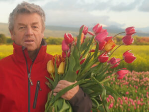 Tulipanes patagónicos: la curiosa historia detrás del campo de tulipanes en Trevelin