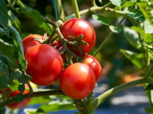 Tres plantas ideales para sembrar en enero