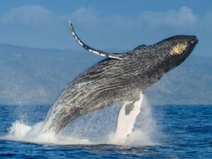 Un espectáculo natural para la familia: ¿dónde ver ballenas jorobadas en el sur?