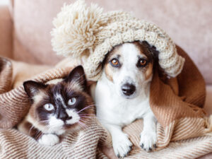 Mascotas: ¿como proteger a los perros y gatos en el invierno?