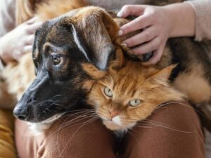 Cómo cuidar la piel de perros y gatos: la importancia del cepillado y la frecuencia del baño