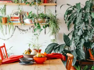 5 plantas de interior que sobreviven al olvido y no necesitan cuidados intensivos